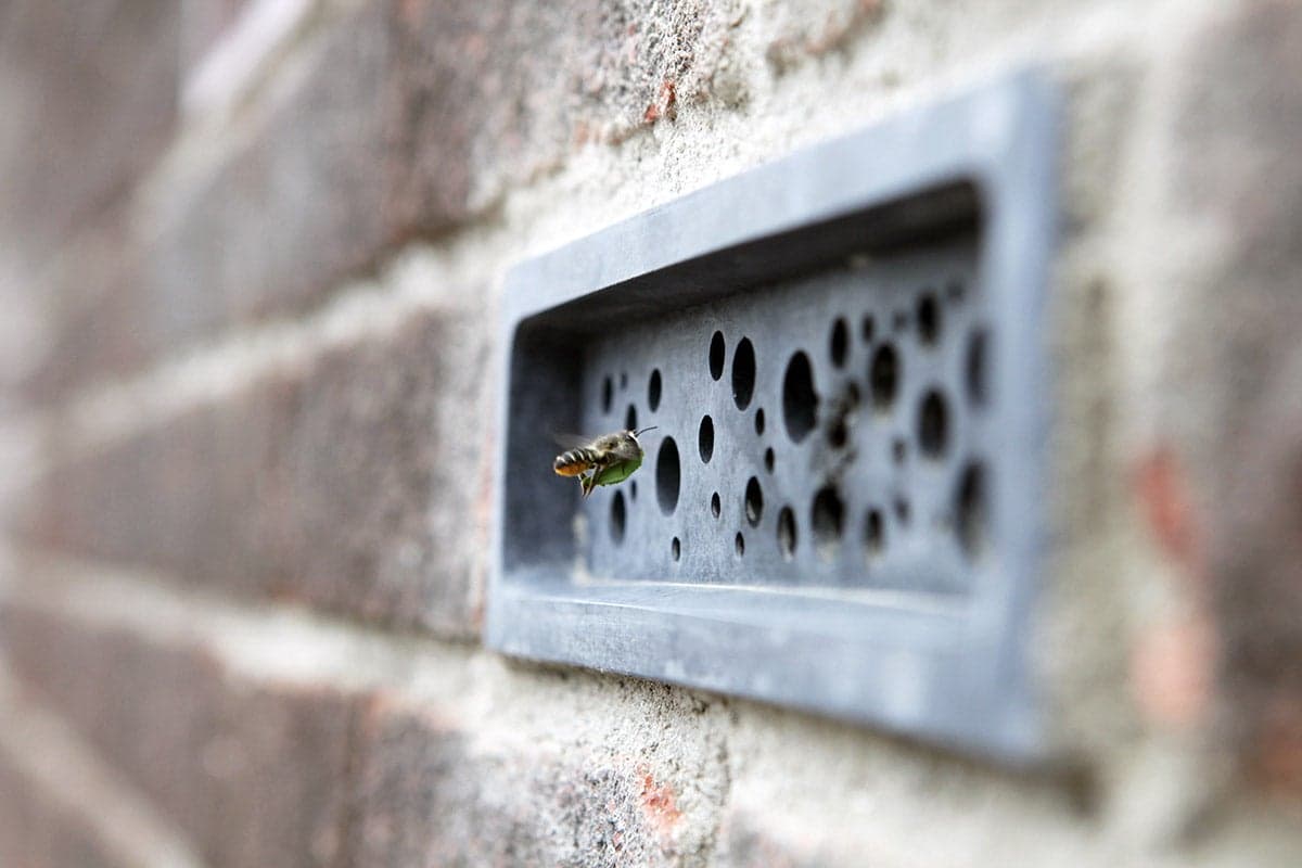 Bee Bricks: La Innovación Sostenible que Protege a las Abejas Urbanas
