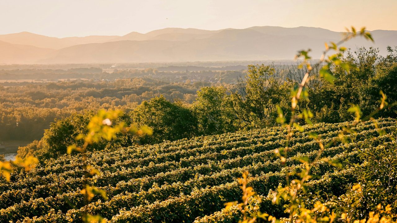 pexels-fabrice-busching-1777473881-34574574(1)